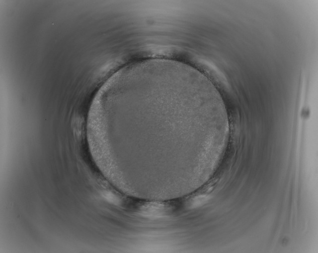 X0000096380123200802071522