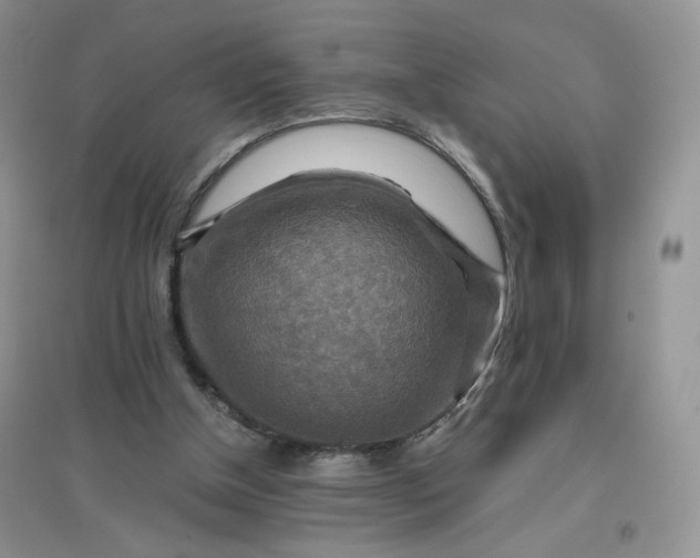 X0000096380154200802071521