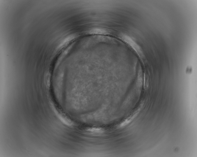 X0000096380157200802071521