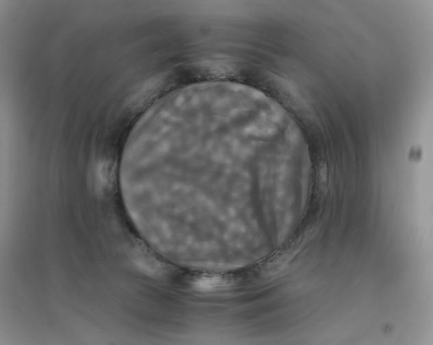 X0000096380177200802071522