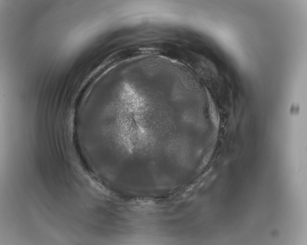 X0000096380194200802071521