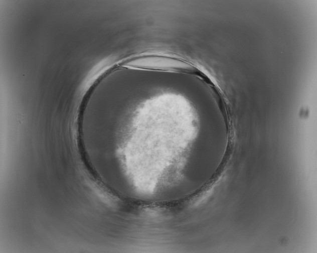 X0000096380199200802071521