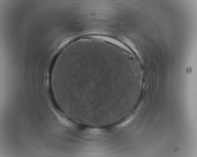 X0000096380205200802071521