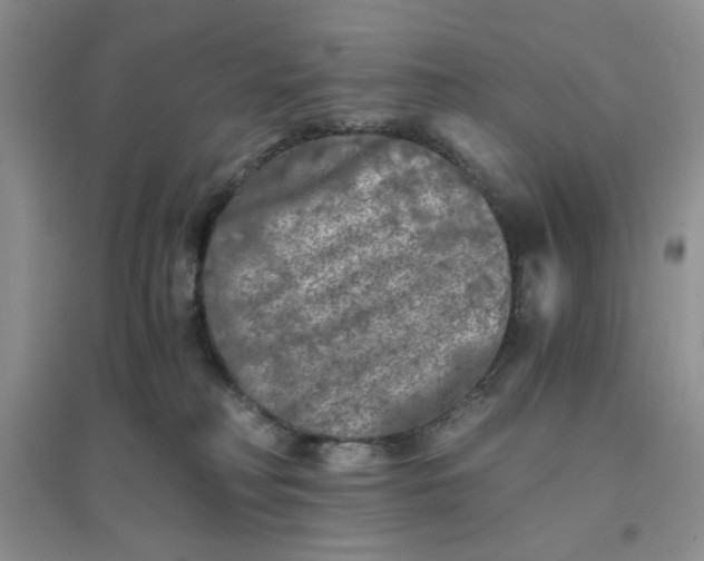 X0000096380230200802071520