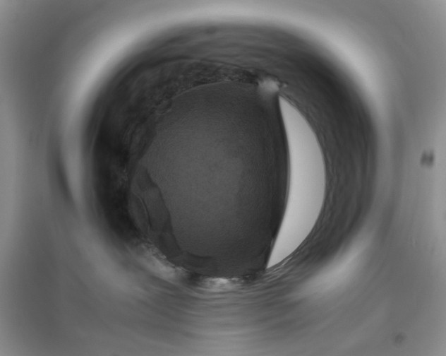 X0000096380239200802071520