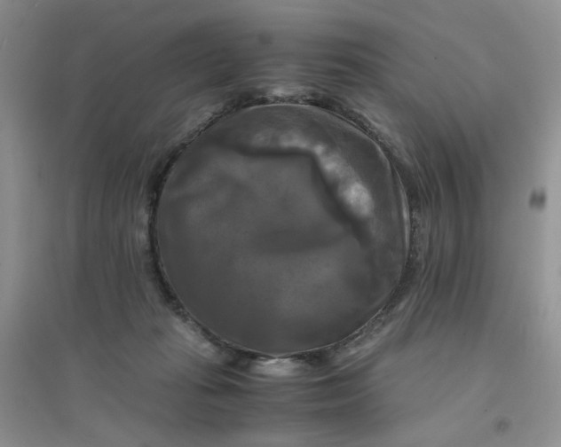 X0000096380269200802071520