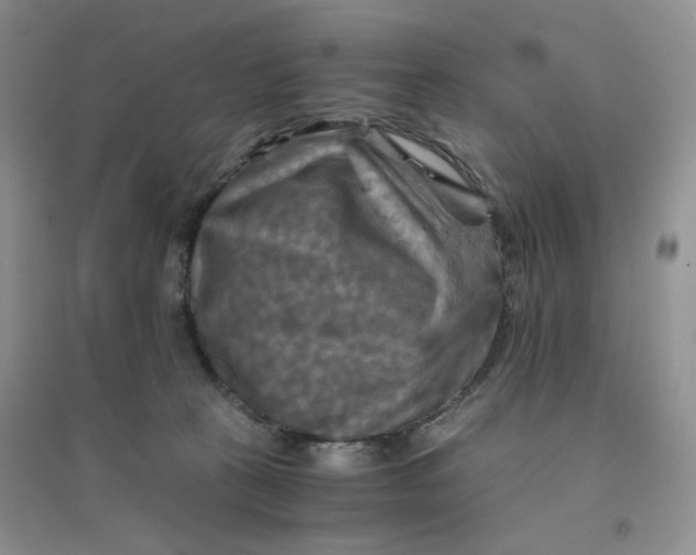 X0000096380273200802071520