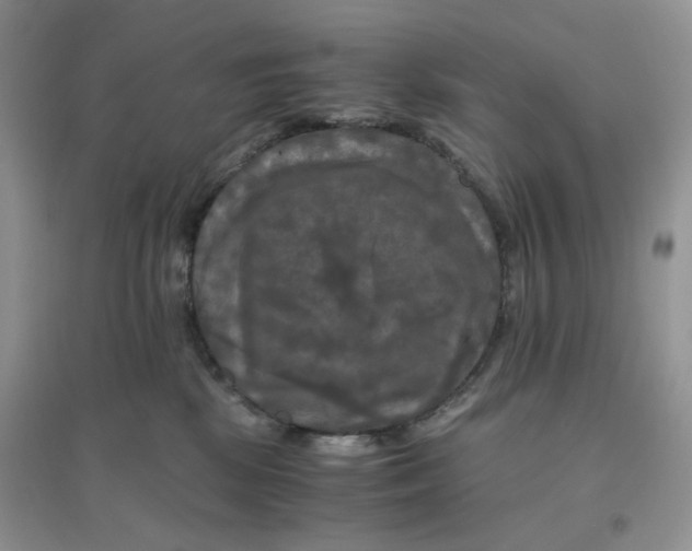 X0000096380281200802071520