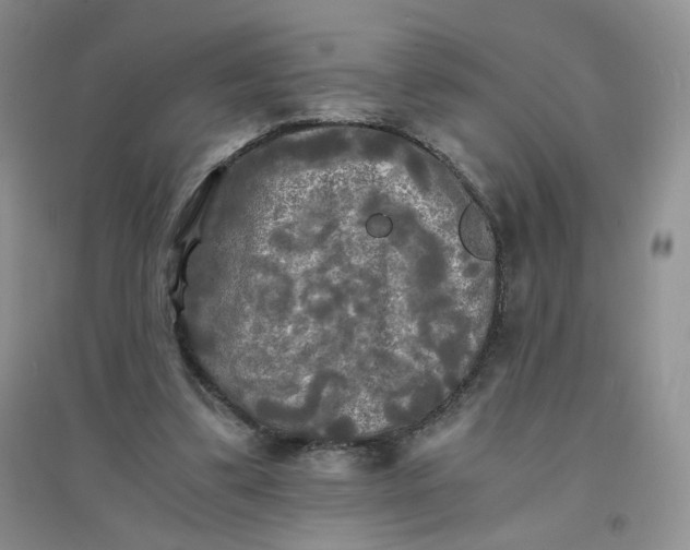 X0000096380299200802071519