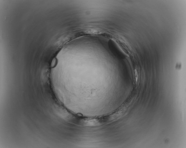 X0000096380322200802071519