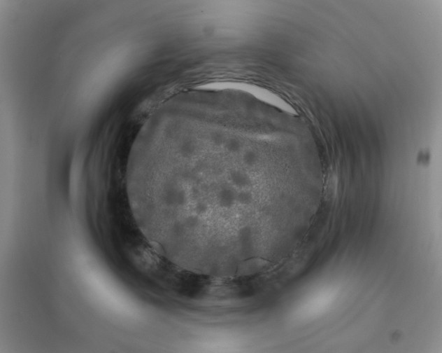 X0000096380335200802071519