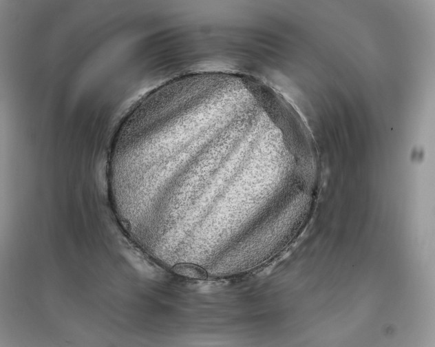 X0000096380345200802071518