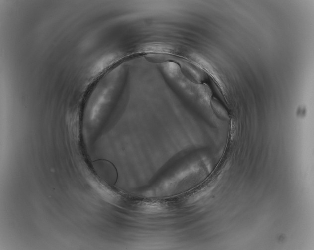 X0000096380349200802071518