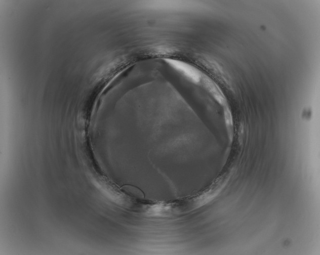 X0000096380366200802071518