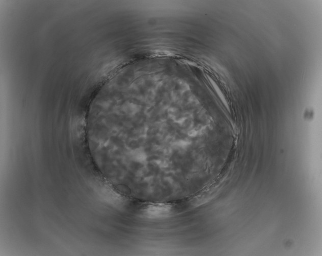 X0000096380369200802071518