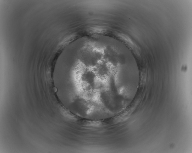 X0000096380377200802071519