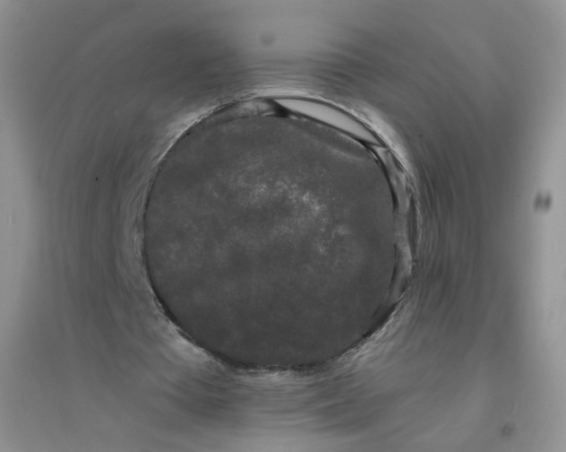 X0000096380385200802071518