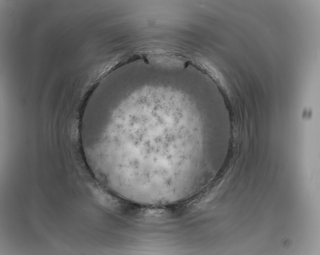 X0000096380401200802071518