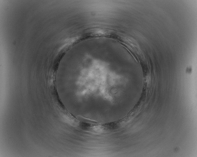 X0000096380423200802071517