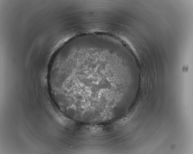 X0000096380443200802071517