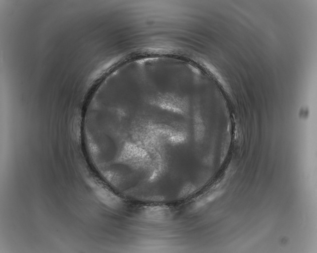 X0000096380446200802071517