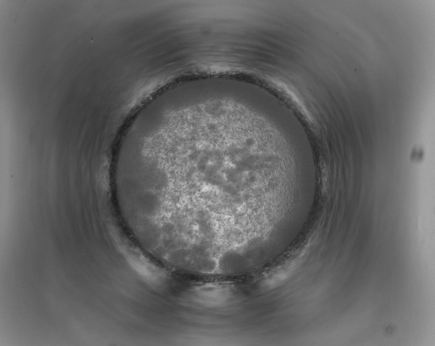 X0000096380447200802071517