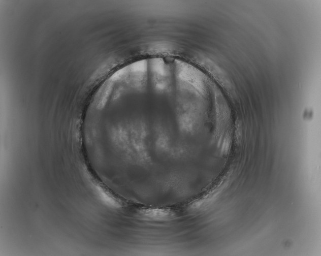 X0000096380449200802071517