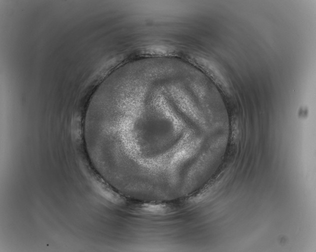 X0000096380457200802071517