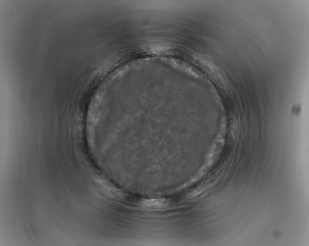 X0000096380461200802071517