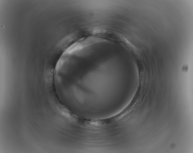 X0000096380475200802071517