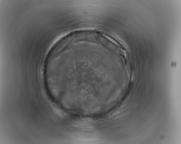 X0000096380483200802071517