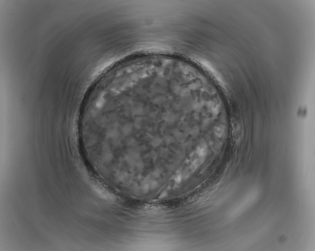 X0000096380487200802071517