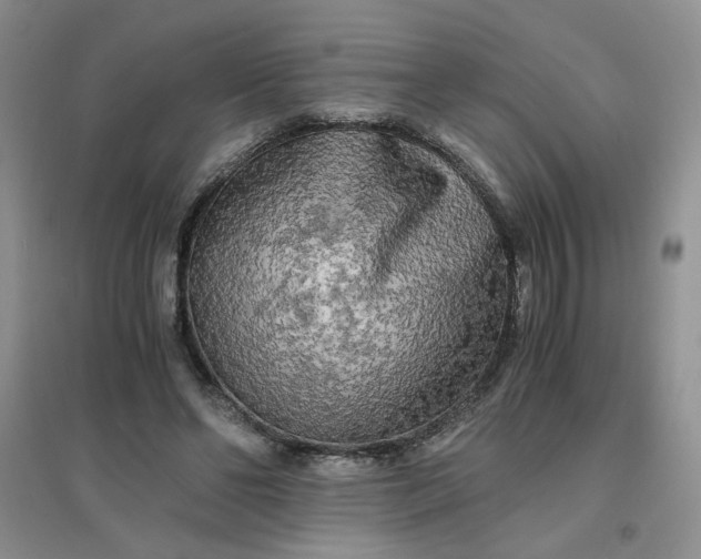 X0000096380494200802071516