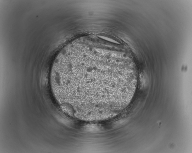 X0000096380499200802071516