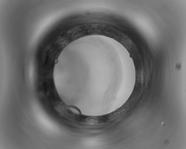 X0000096380526200802071516