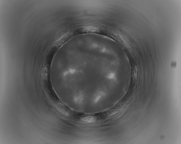 X0000096380551200802071515