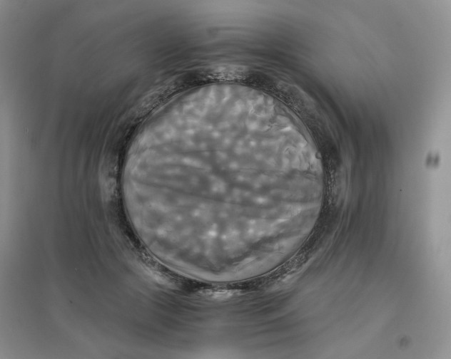 X0000096380553200802071516