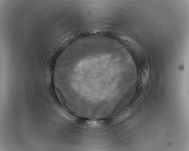 X0000096380558200802071516