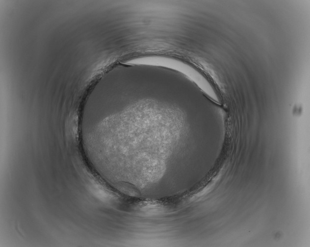 X0000096380589200802071515