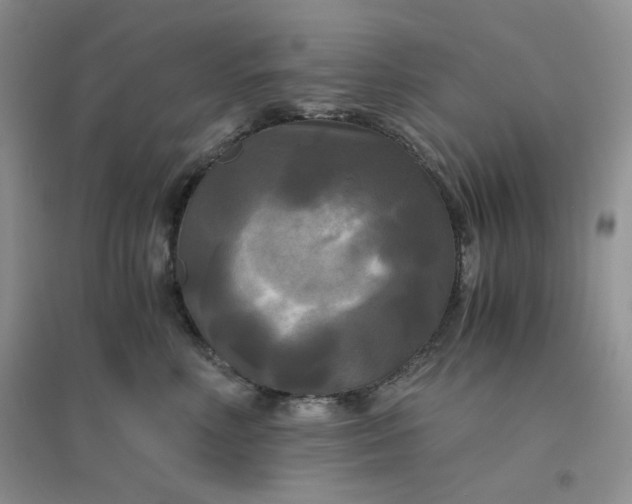 X0000096380618200802071515