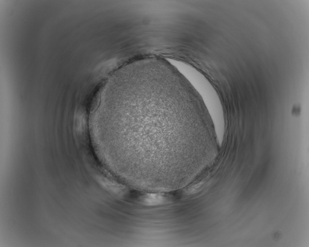 X0000096380623200802071515