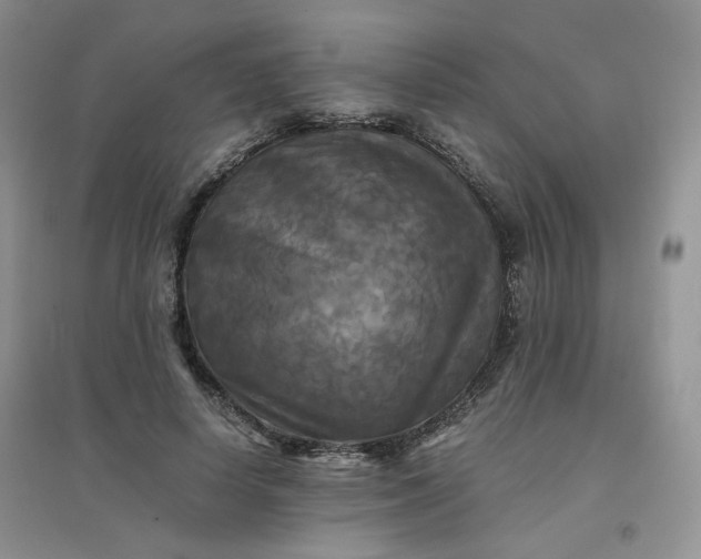 X0000096380642200802071514