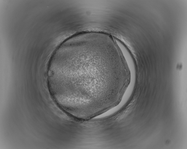 X0000096380673200802071514