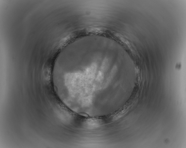 X0000096380708200802071513