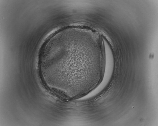 X0000096380724200802071512