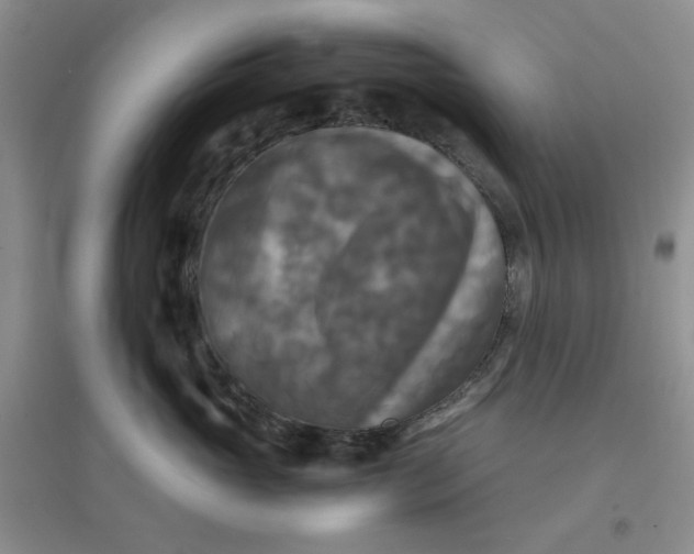 X0000096380765200802071513