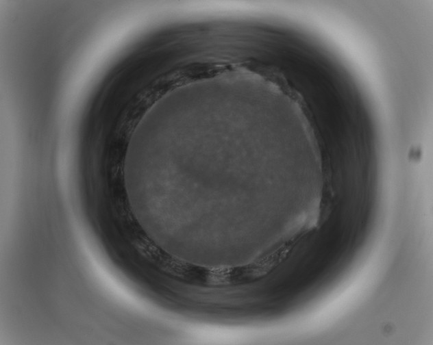 X0000096380766200802071513