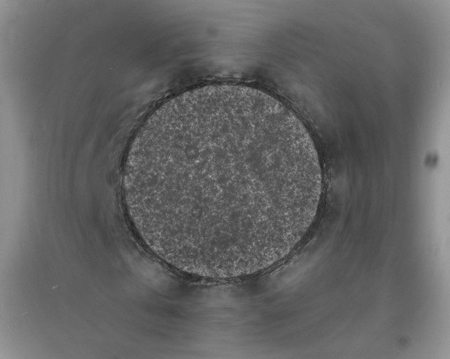 X0000096380769200802071512