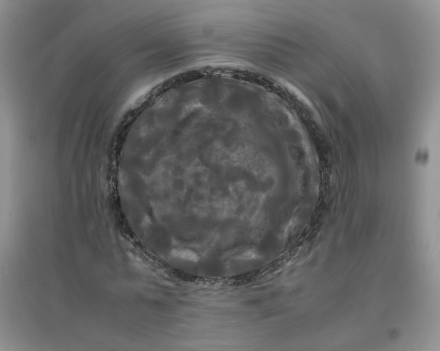 X0000096380775200802071512