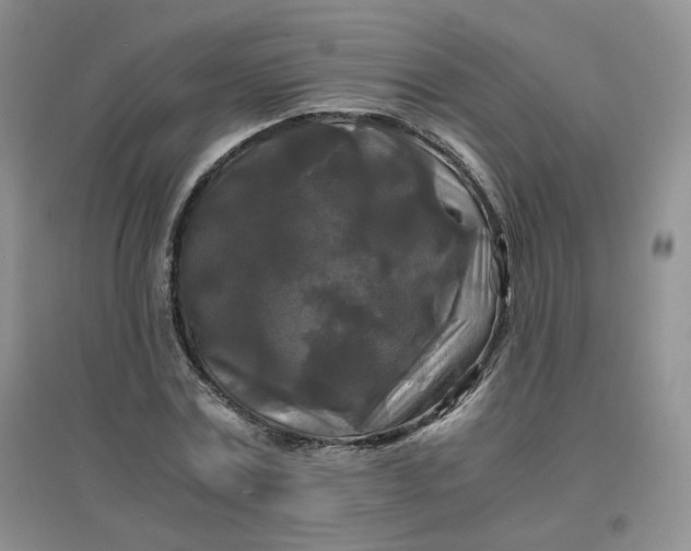 X0000096380779200802071512